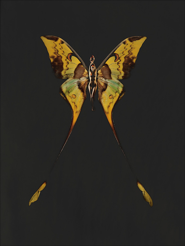 Butterfly-winged Psykhe  #17009070