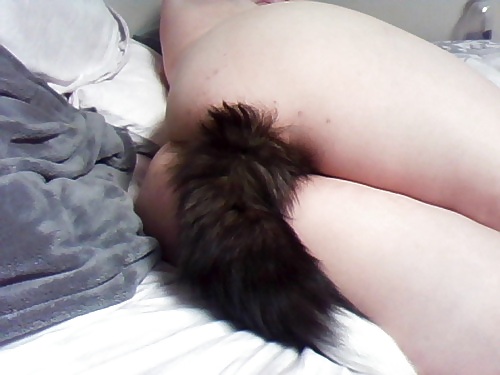 Colas de mascotas 14
 #16592481