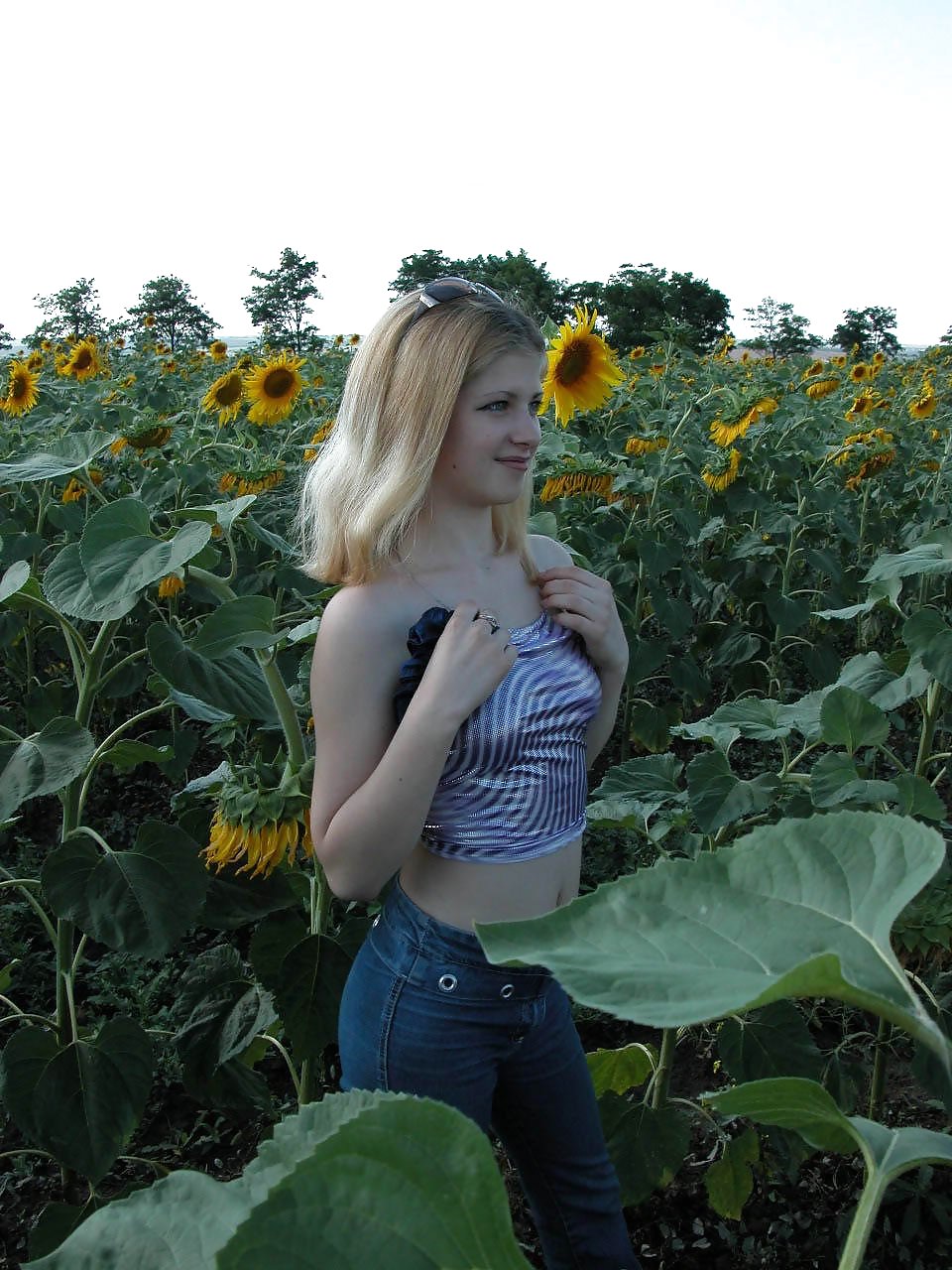 Dulce girasol
 #16325296