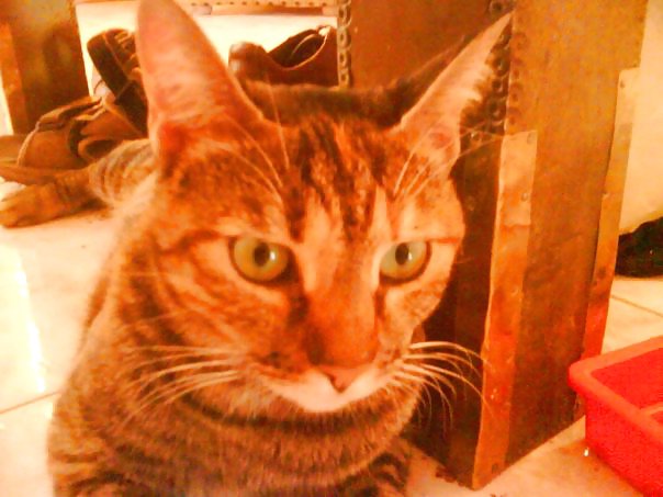 My cat #17201318