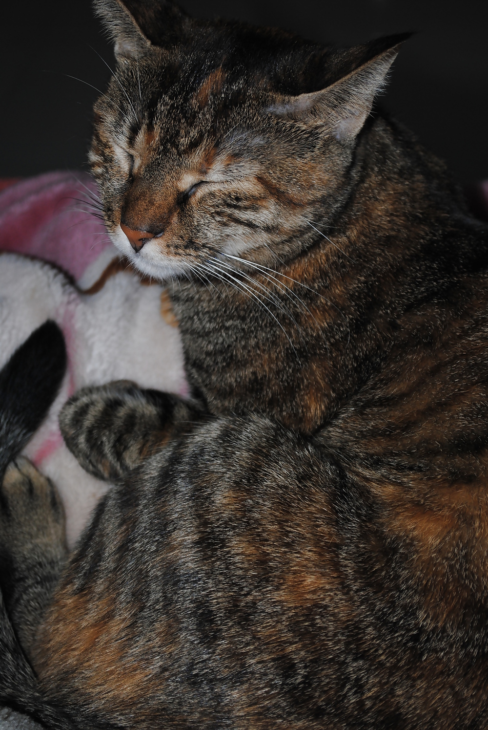 My cat #17201328
