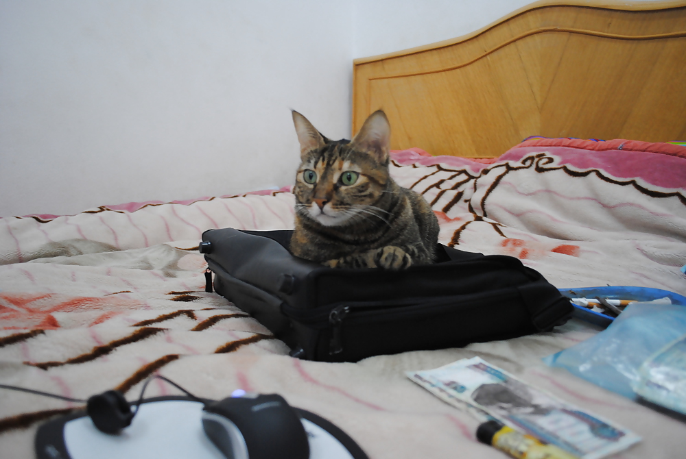 My cat #17201350