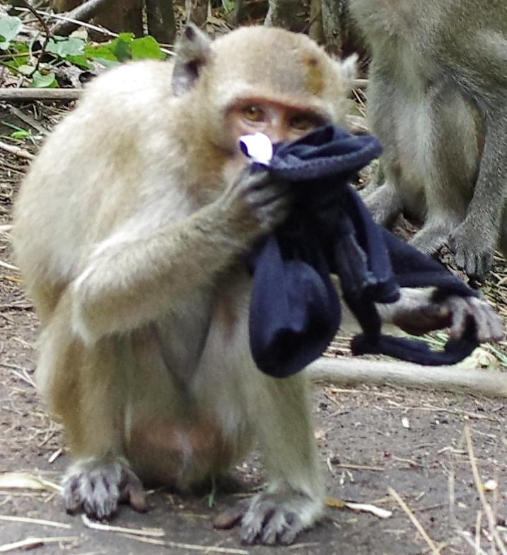 Monkeys and my dirty panties #19926498