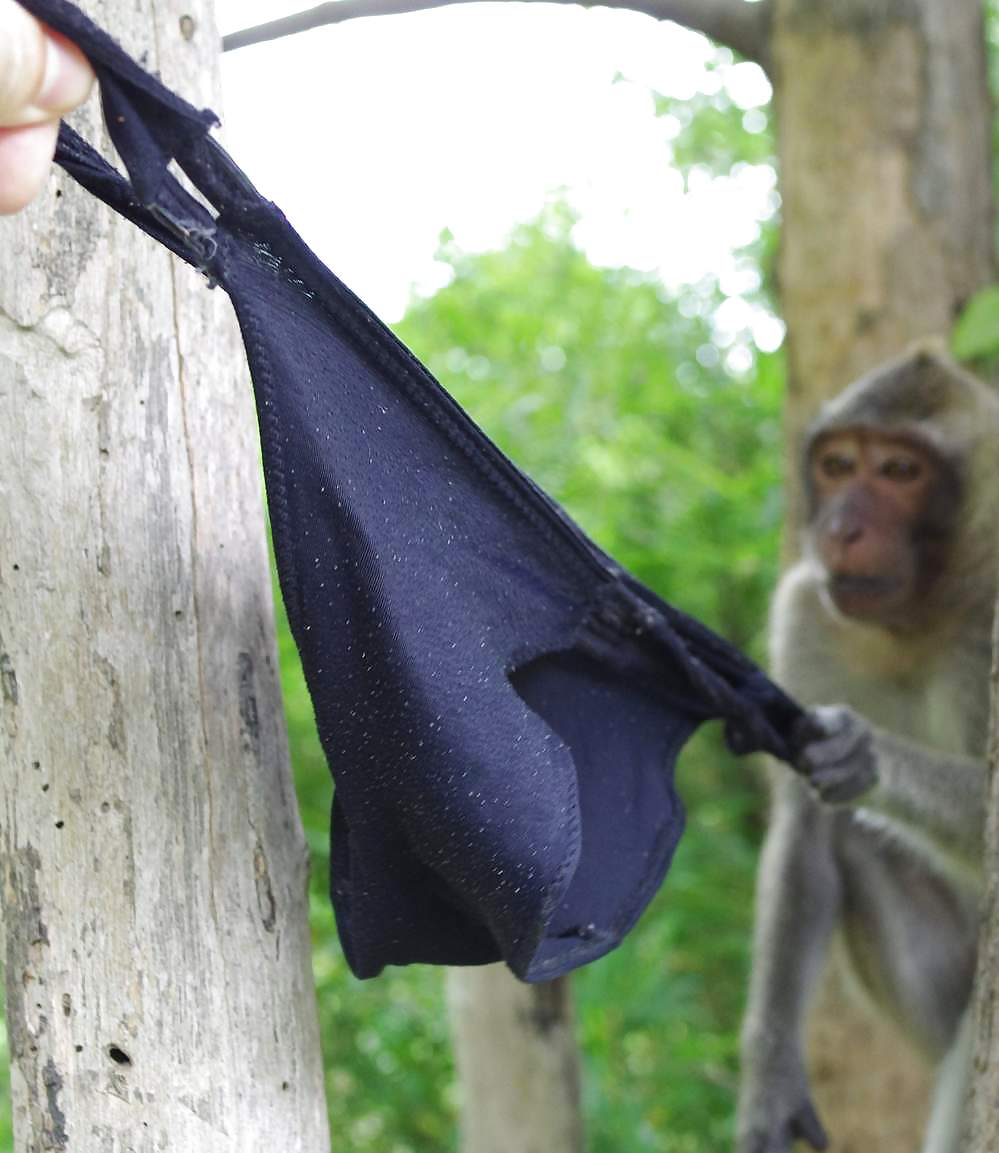 Monkeys and my dirty panties #19926529