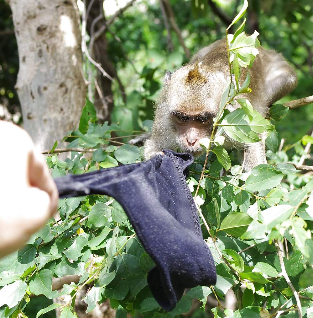 Monkeys and my dirty panties #19926535