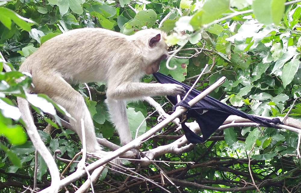 Monkeys and my dirty panties #19926558