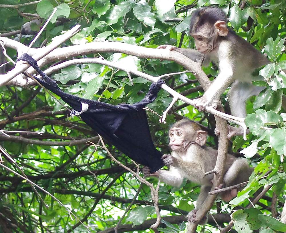 Monkeys and my dirty panties #19926565