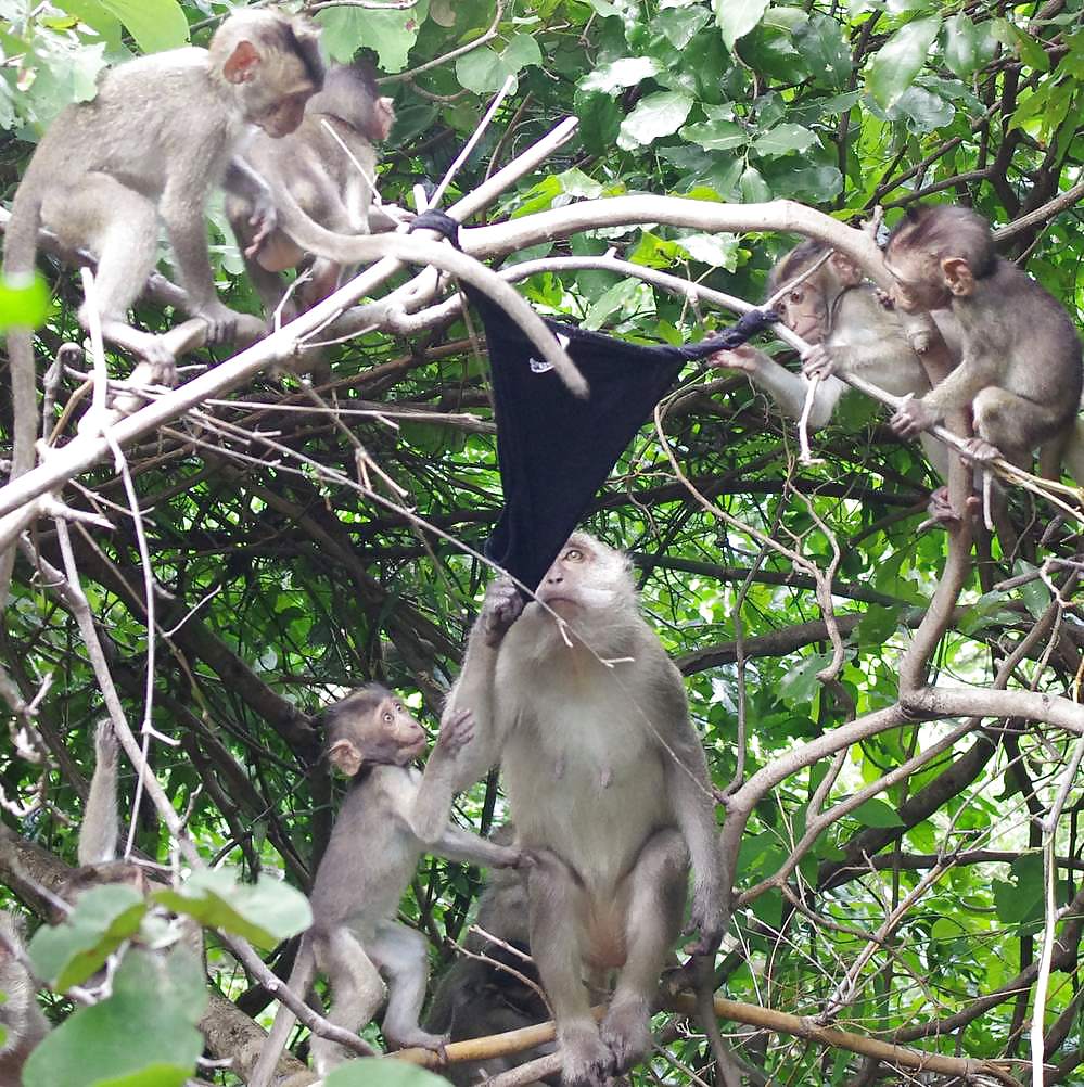 Monkeys and my dirty panties #19926573