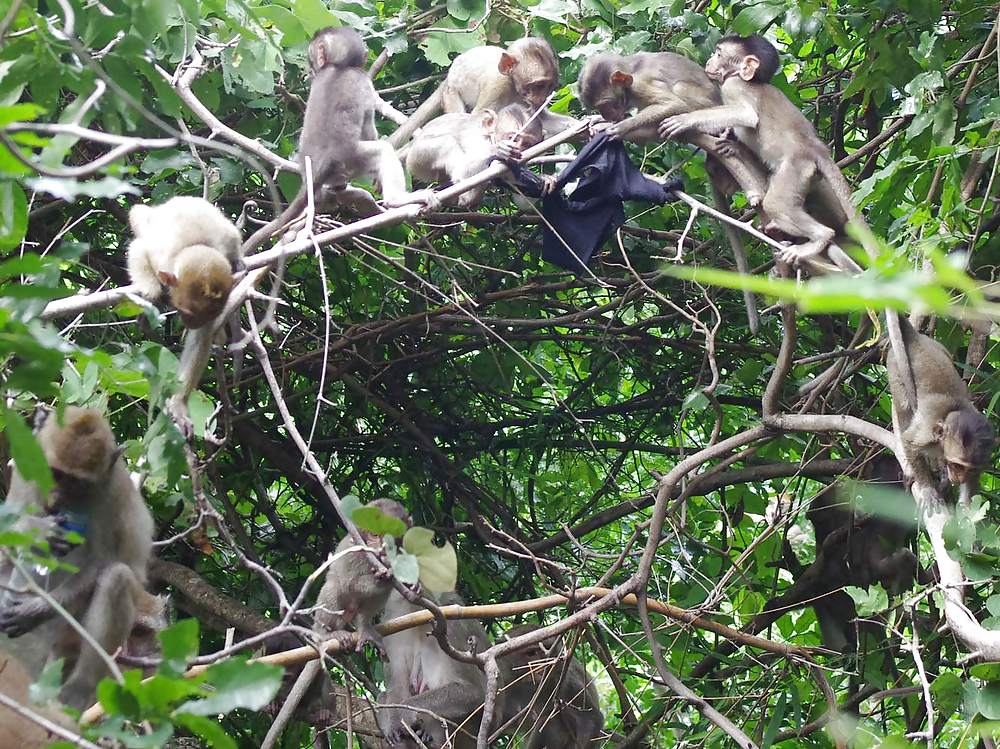 Monkeys and my dirty panties #19926582