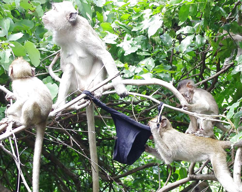 Monkeys and my dirty panties #19926592
