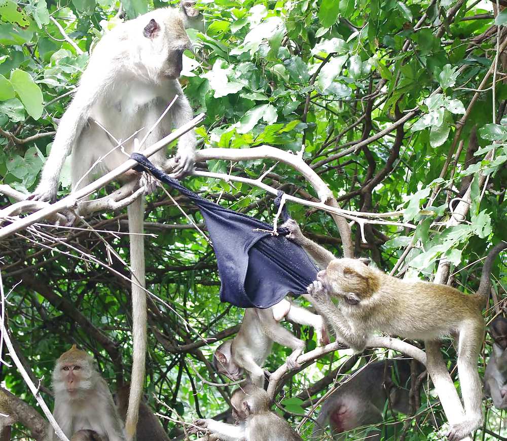 Monkeys and my dirty panties #19926600