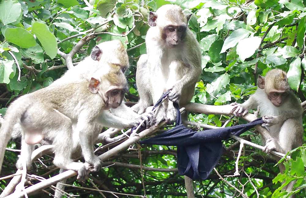Monkeys and my dirty panties #19926608