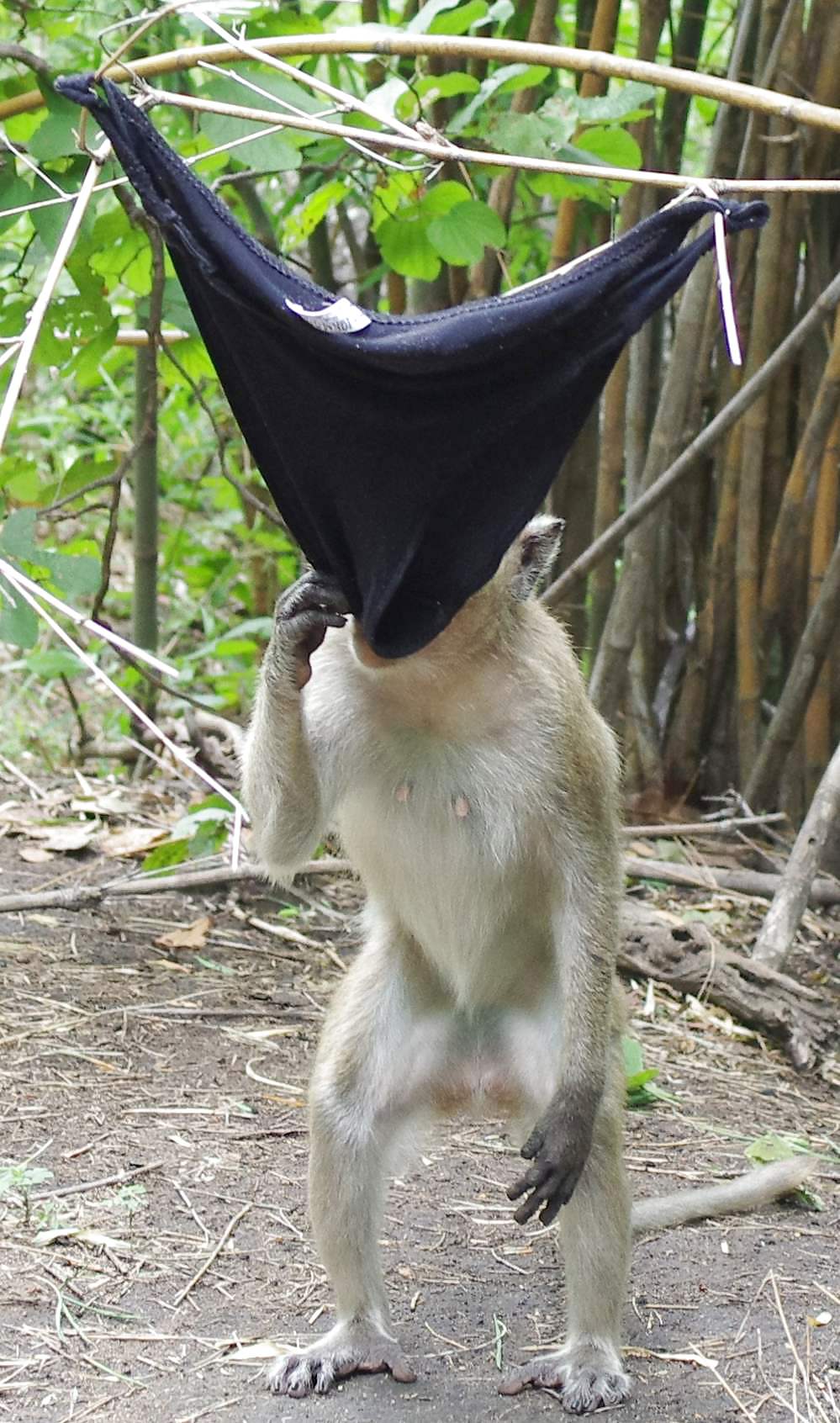 Monkeys and my dirty panties #19926616