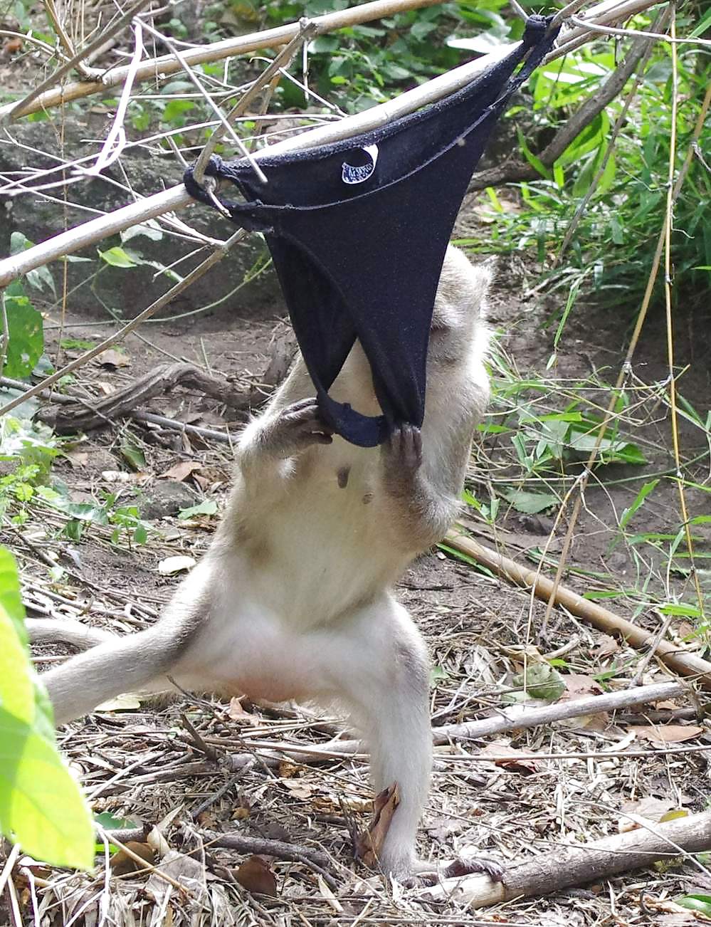 Monkeys and my dirty panties #19926624