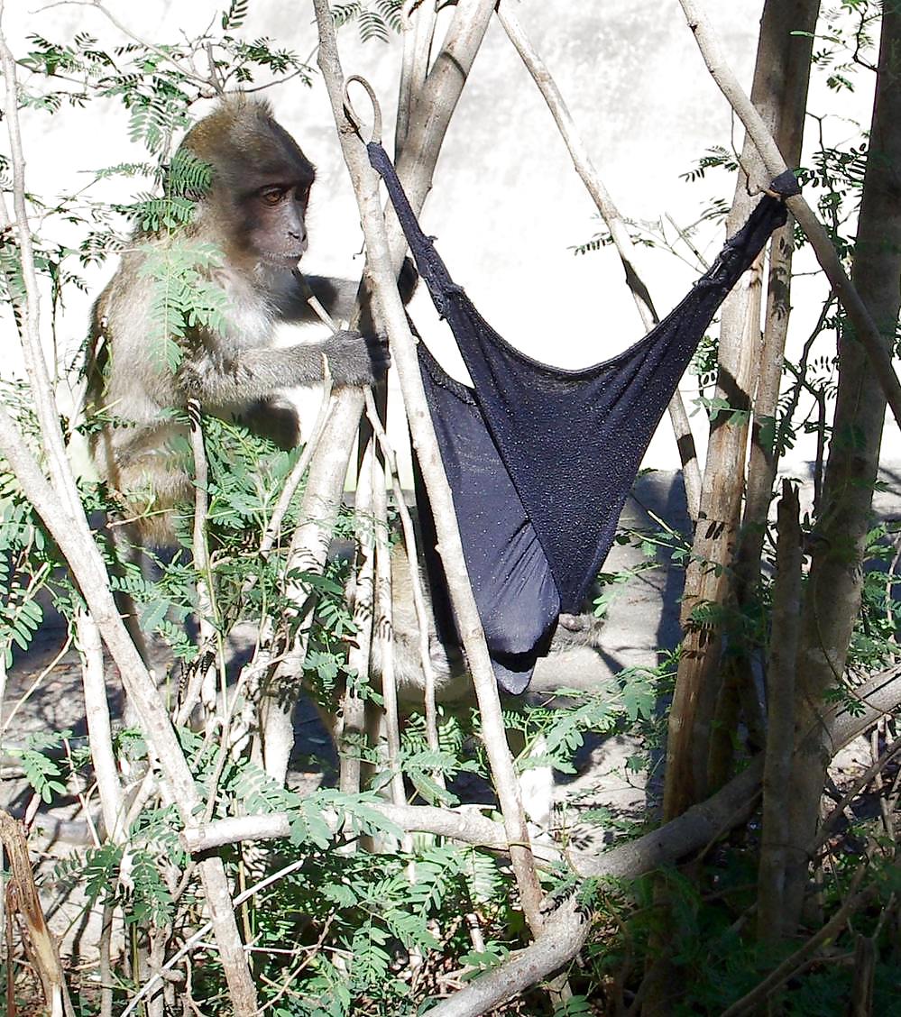 Monkeys and my dirty panties #19926653