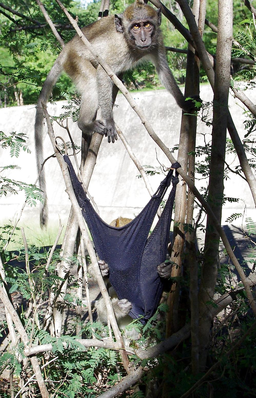 Monkeys and my dirty panties #19926660