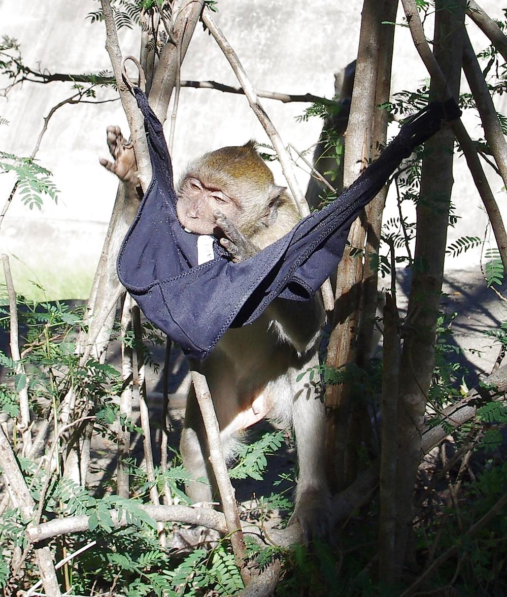 Monkeys and my dirty panties #19926672