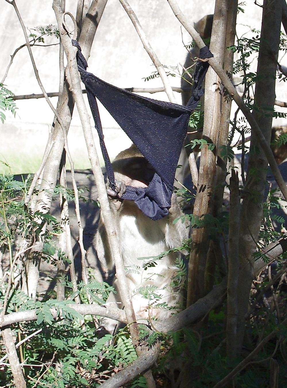 Monkeys and my dirty panties #19926679
