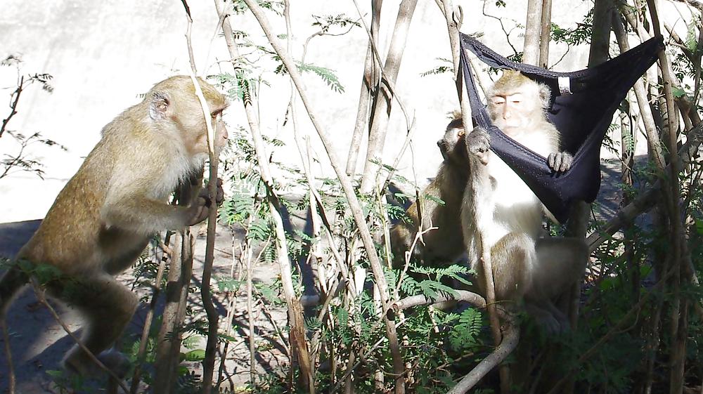 Monkeys and my dirty panties #19926685