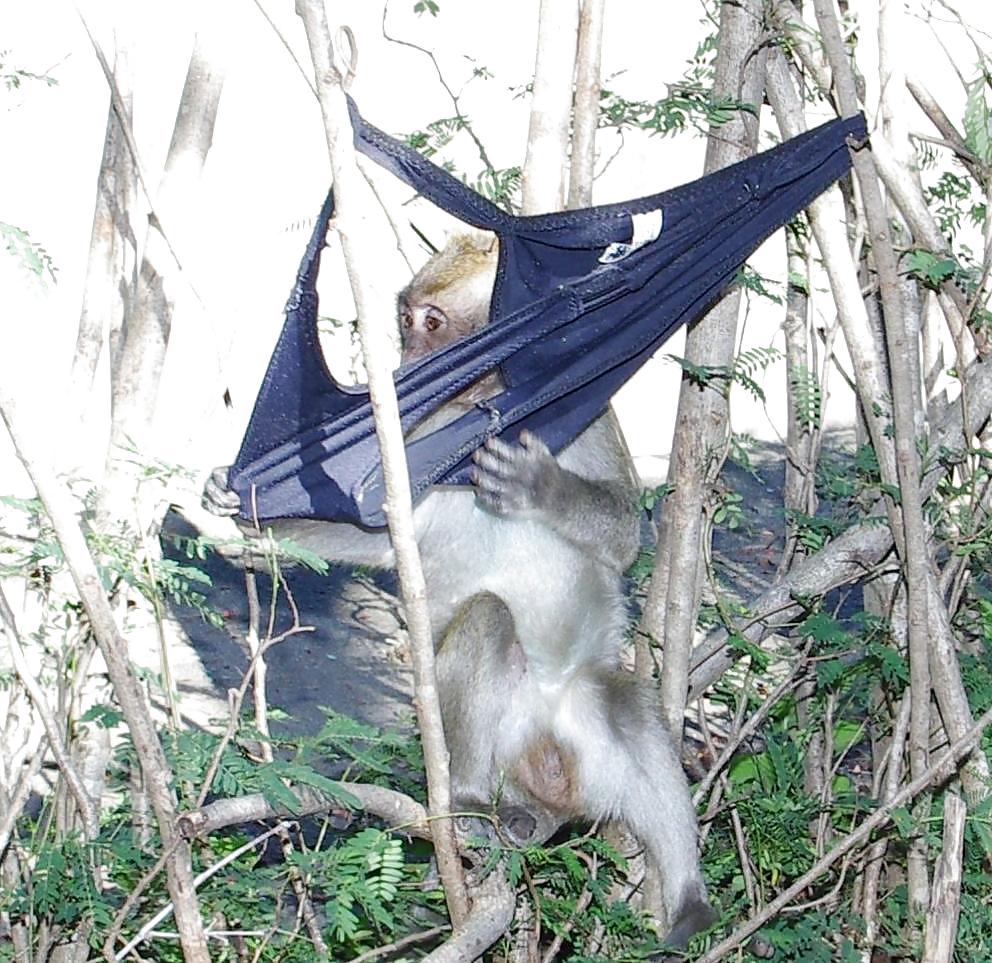 Monkeys and my dirty panties #19926695