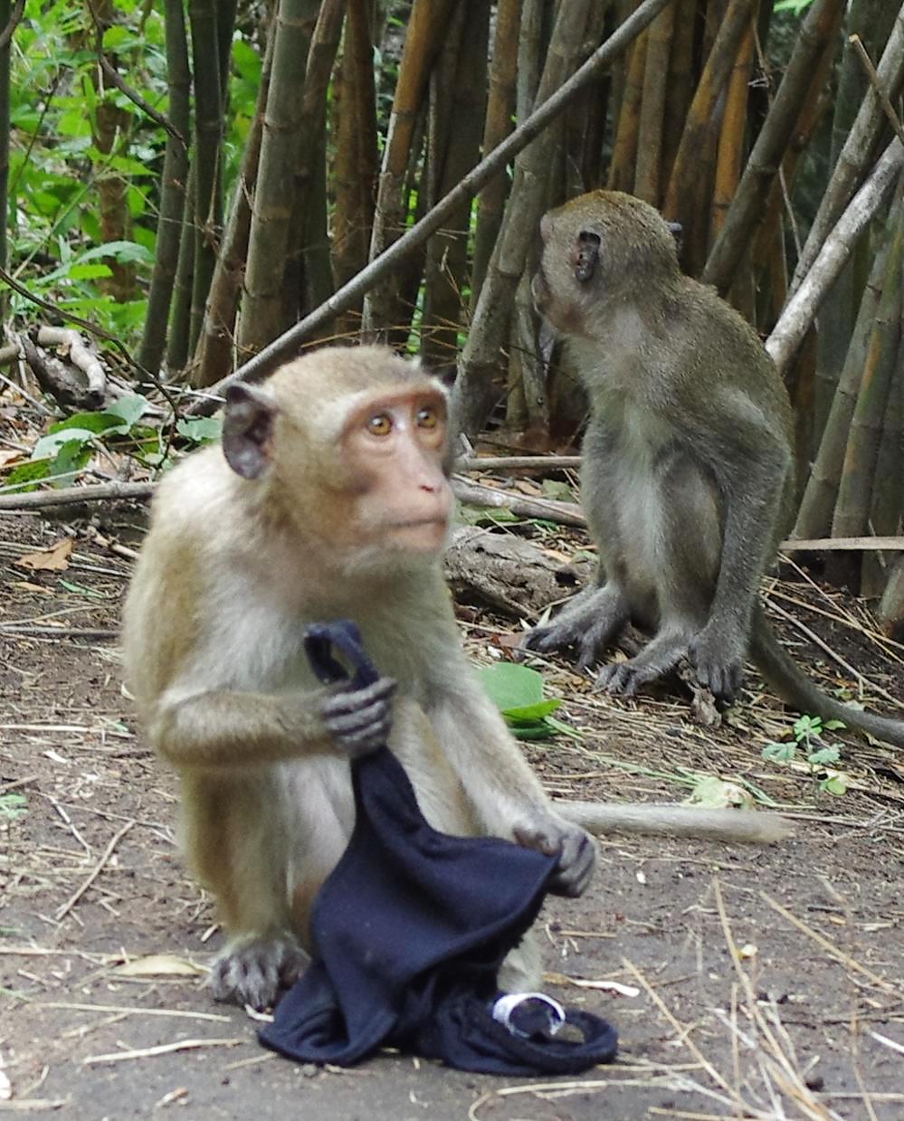 Monkeys and my dirty panties #19926710