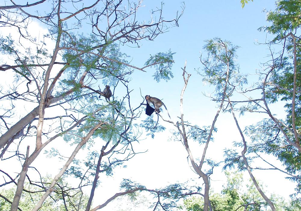 Monkeys and my dirty panties #19926717