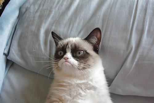 Not a happy pussy