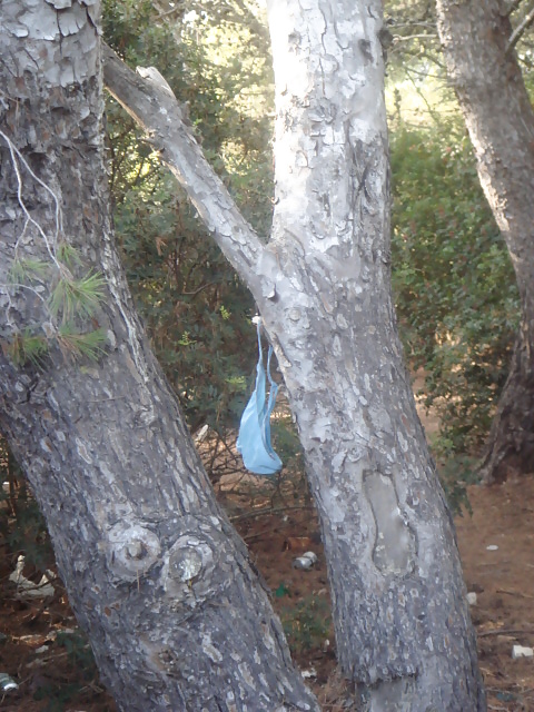 Knicker tree #18283368