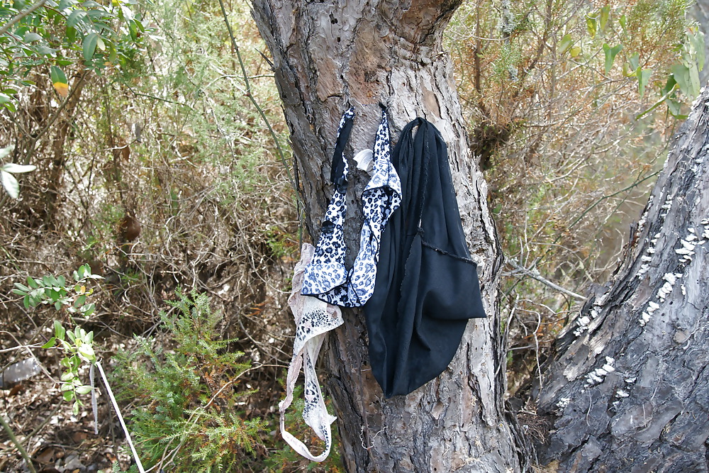 Knicker tree #18283389