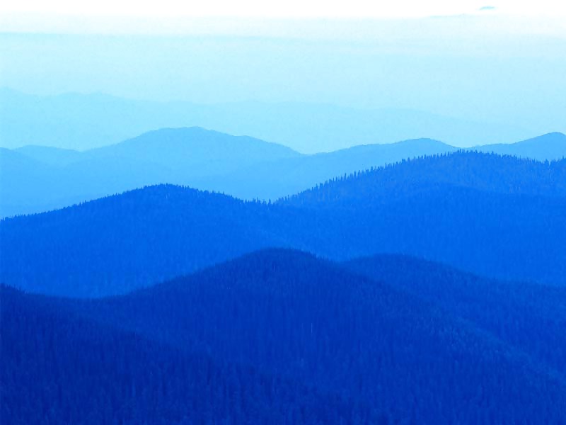 Hambriento de osos
 #8066505