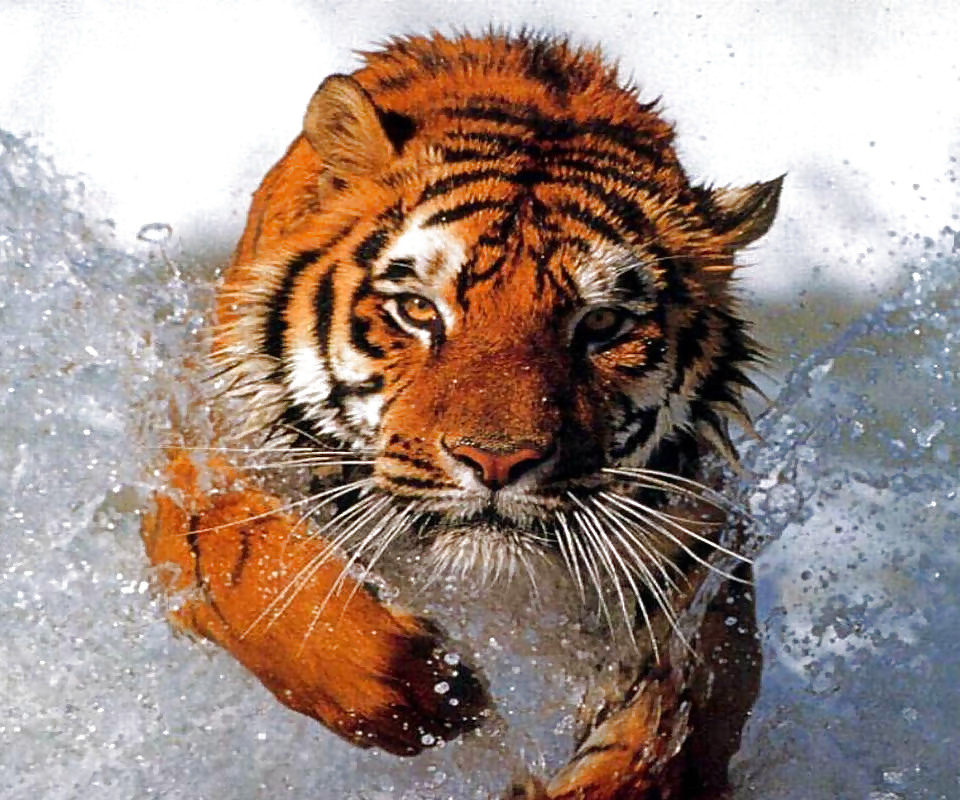 More tigers
 #16746300