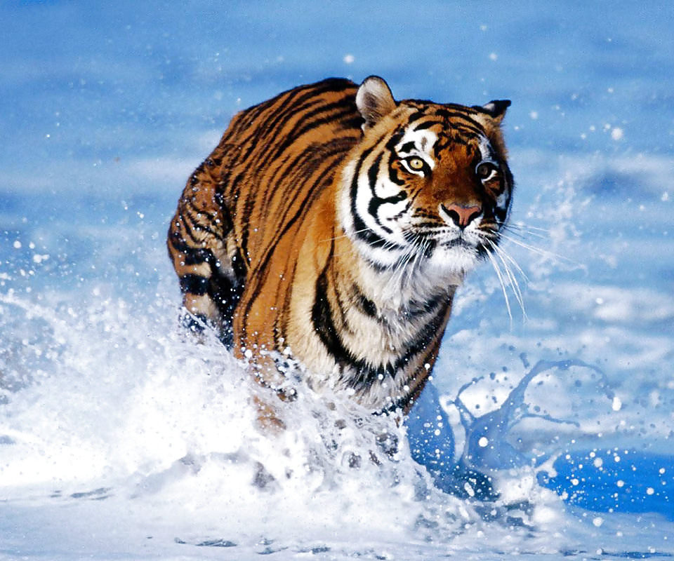 More tigers
 #16746308