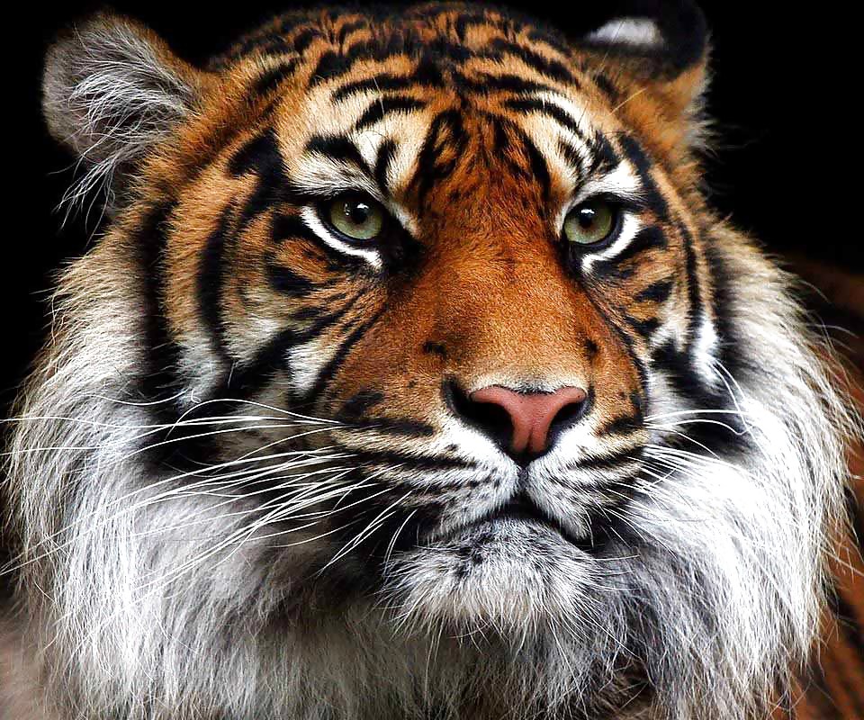 More tigers
 #16746323