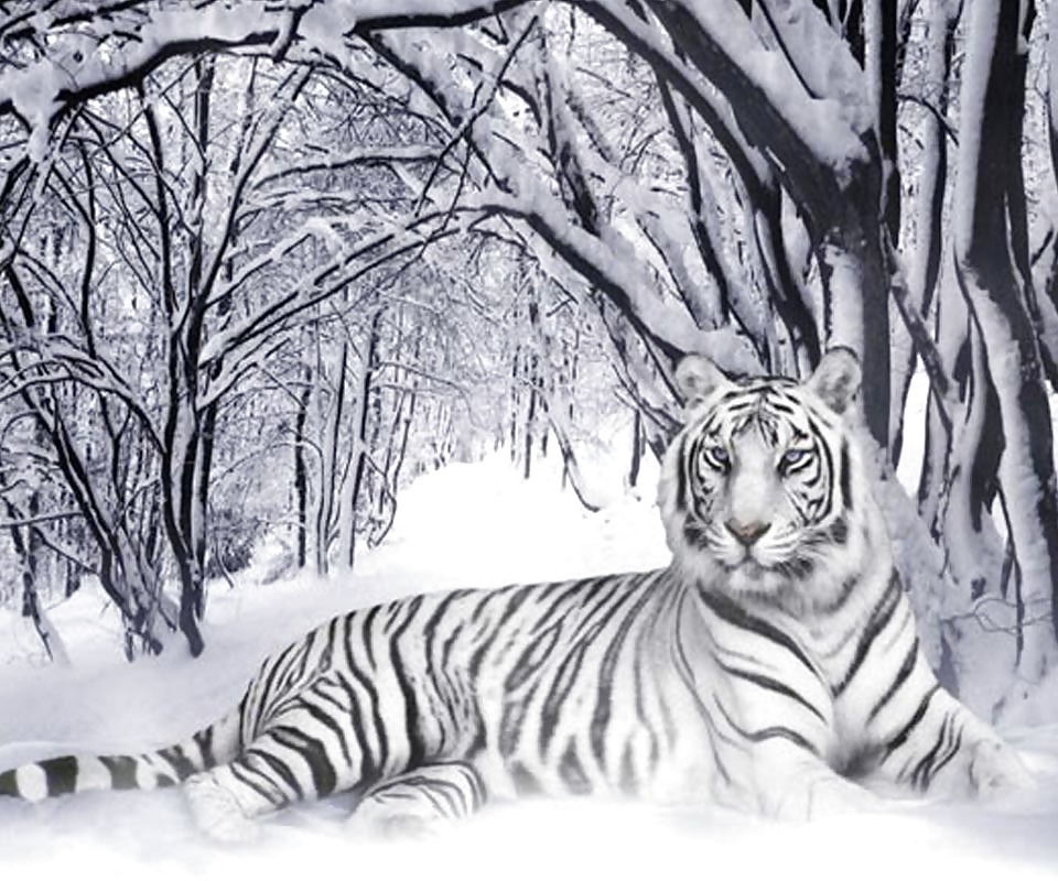More tigers
 #16746340