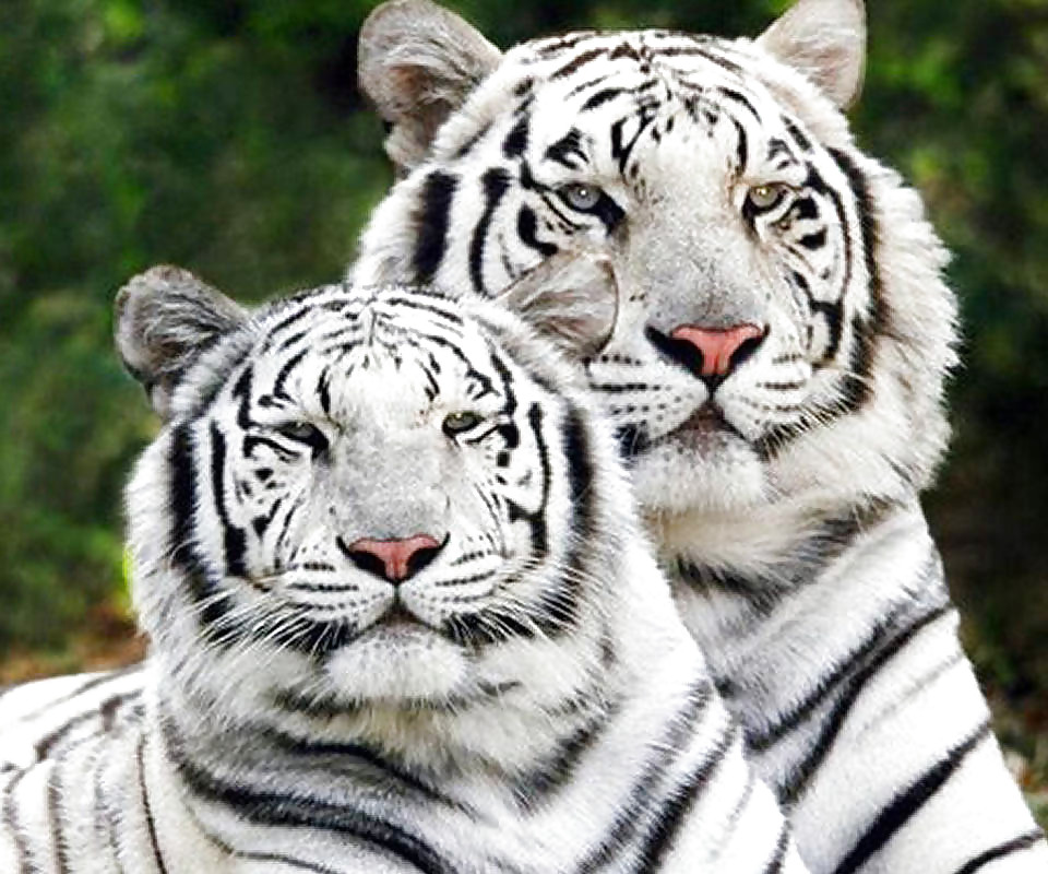More tigers
 #16746347