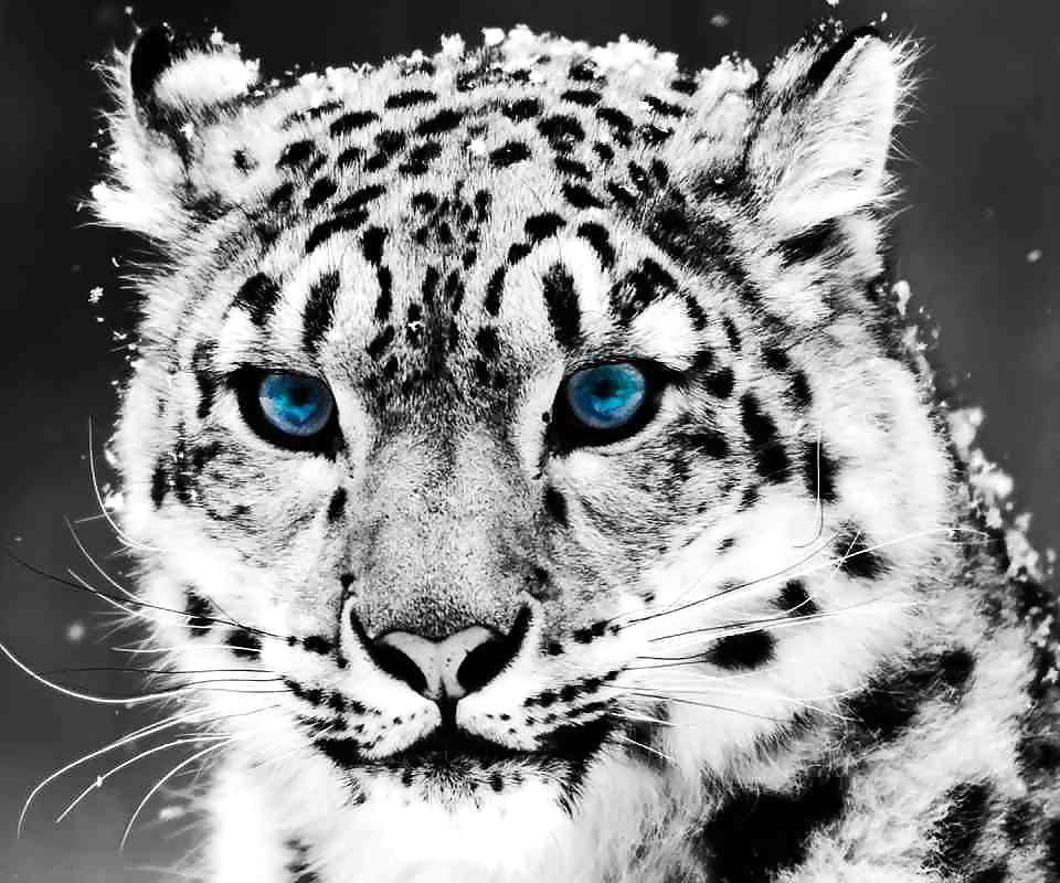 More tigers
 #16746356