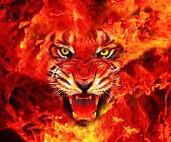 More tigers
 #16746367