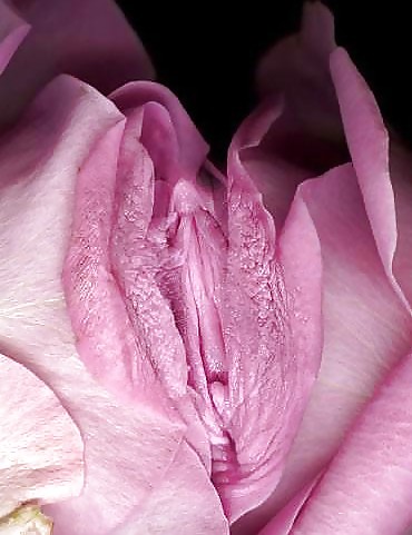Erotische Kunst Der Rosen - Sitzung 1 #2909490