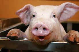 Pig atm !!!!
 #28984323
