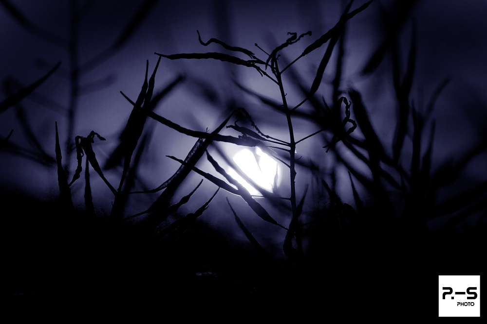 私のレーベン、私のカメラと私
 #39294358