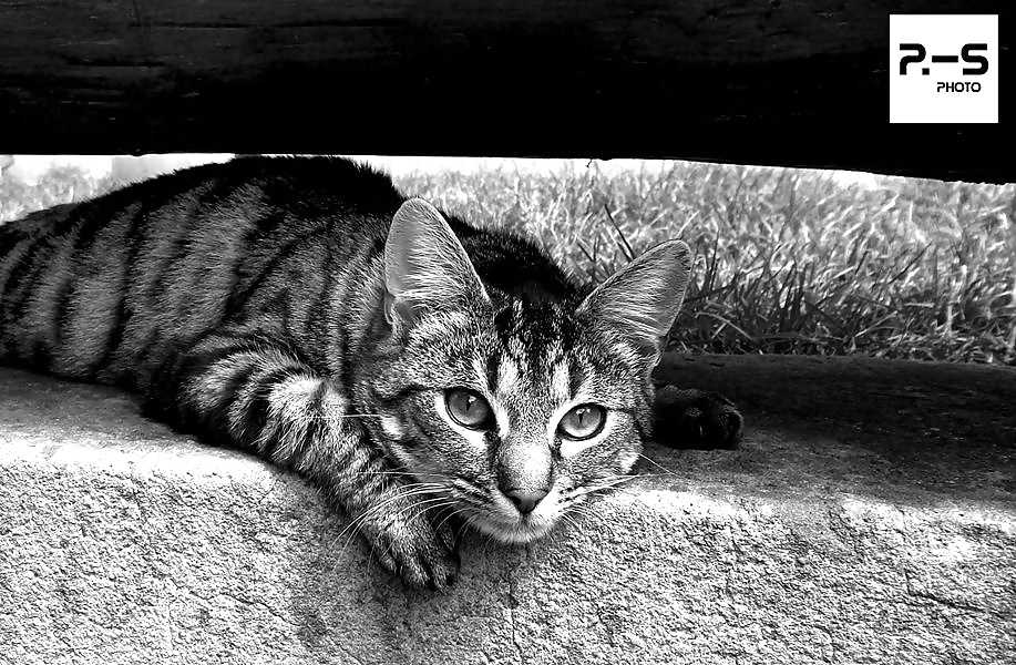 私のレーベン、私のカメラと私
 #39294568