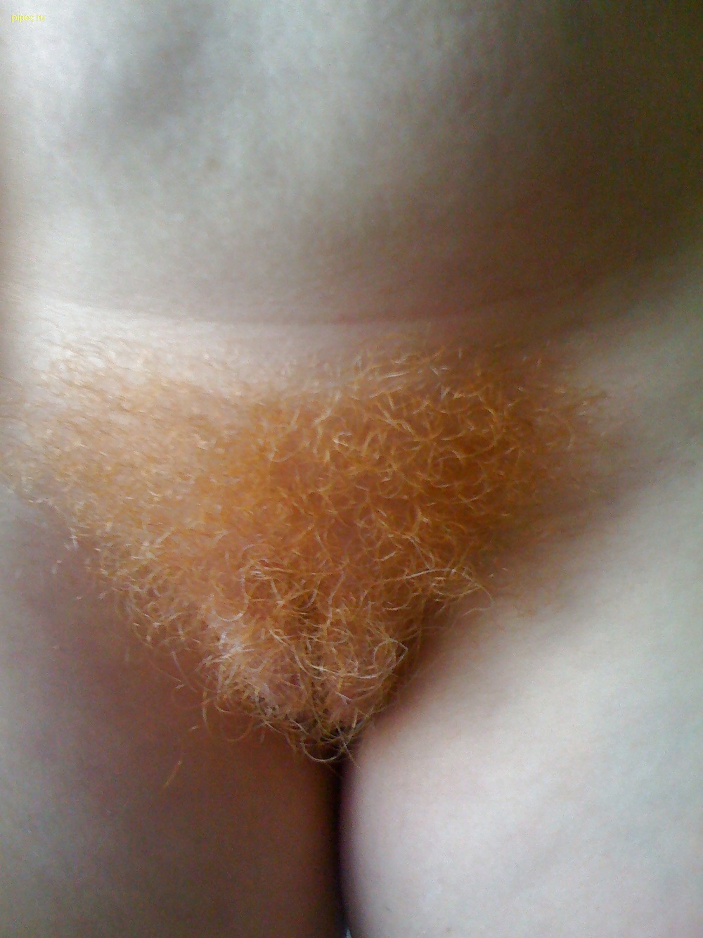 Mpl75 hairy red pussy collection #40575165