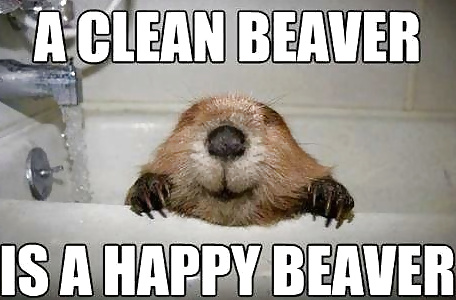 Beaver #26886314