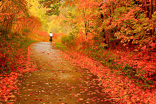 Die Herbstblätter #29331431