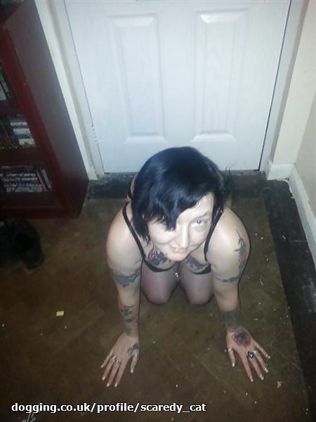 Dogger from Wrexham #38655667
