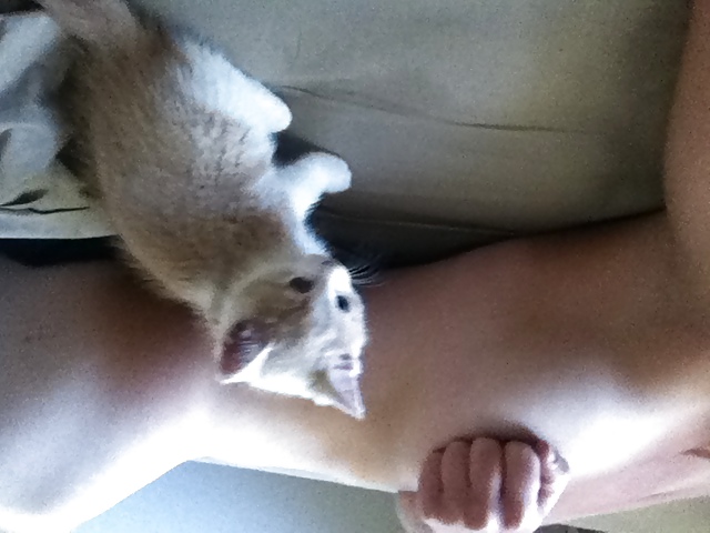 ホットなカナダ人
 #36910702