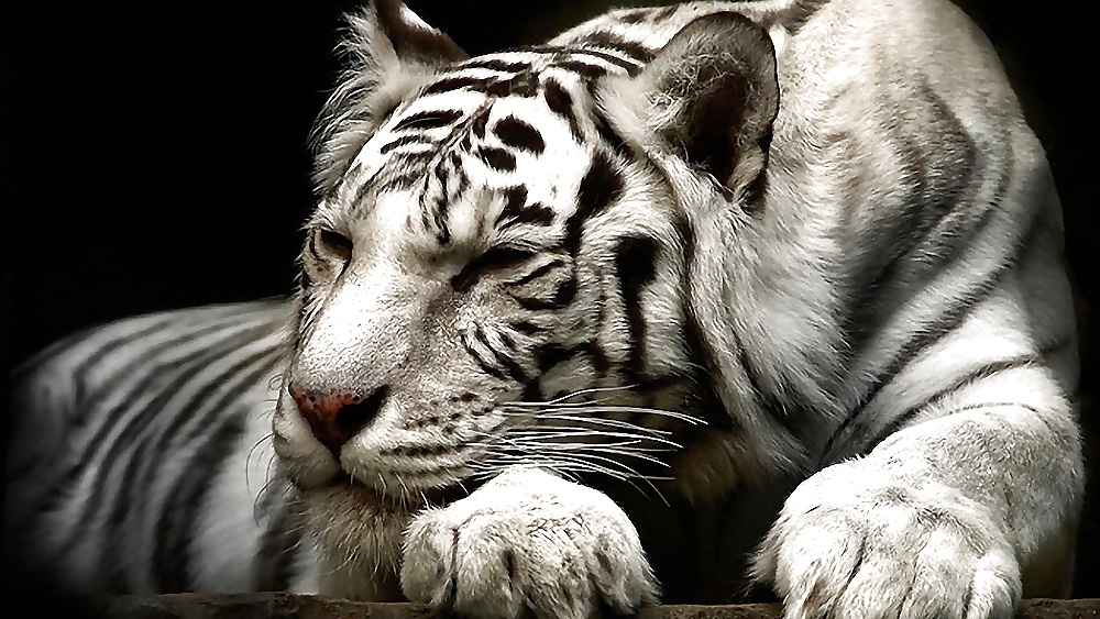 今日の写真
 #34891228