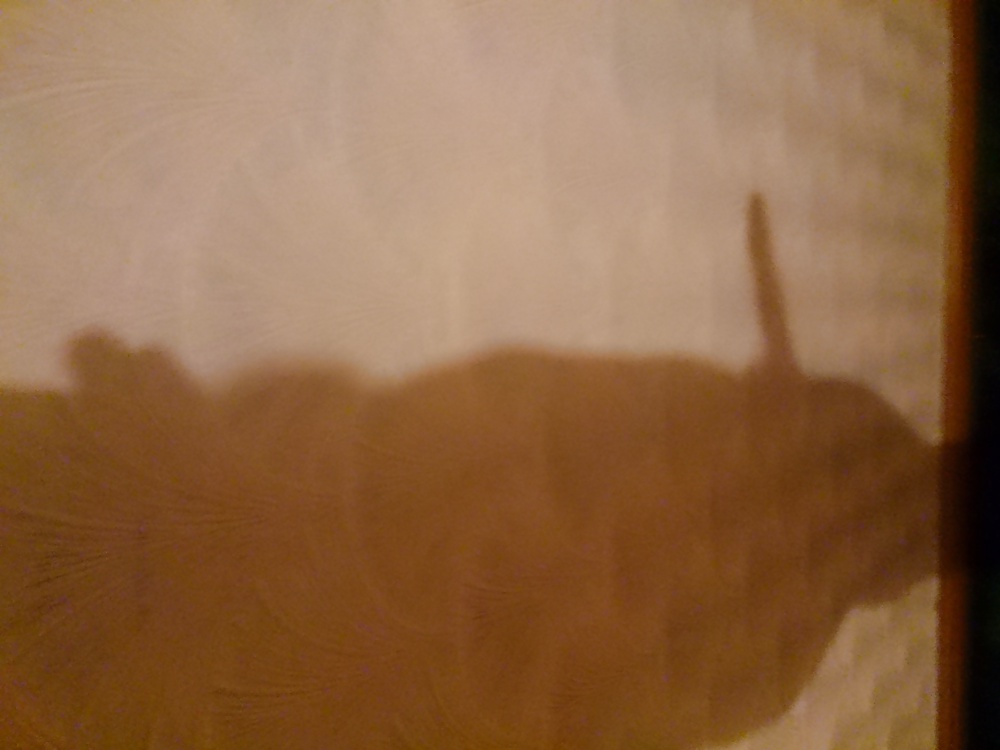 Sexy Schatten? #25266375