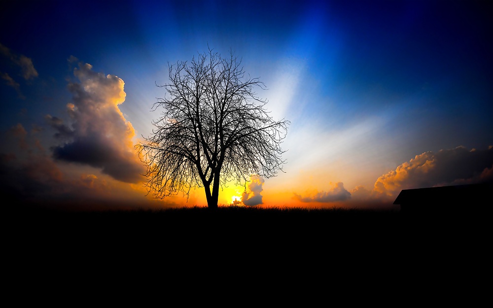 Dream World #36577509