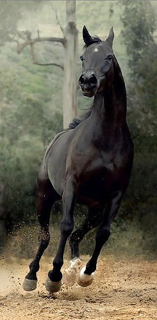 Cavalcade.... #28688710